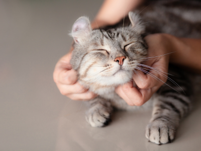 A grey therapy cat looking happy as its ears are being scratched.