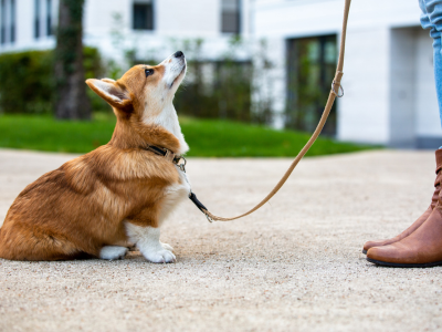 A corgi therapy dog on a leash looks up at his female handler.
