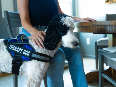 Therapy Dog wearing a vest with a Handler ready for AAI