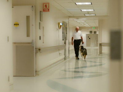 An older man walks a therapy dog through the hallway of a hospital, going to an animal-assisted intervention