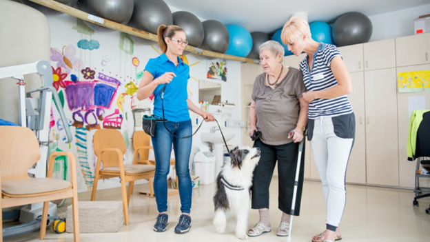 Handler and therapy dog practice walking with older woman and occupational therapist during AAI session
