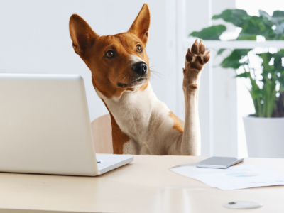 Therapy dog sitting at laptop raises paw, looking curiously