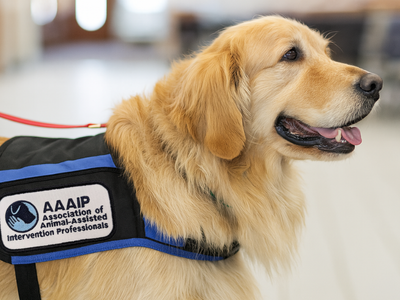 Therapy Golden Retriever models AAAIP vest