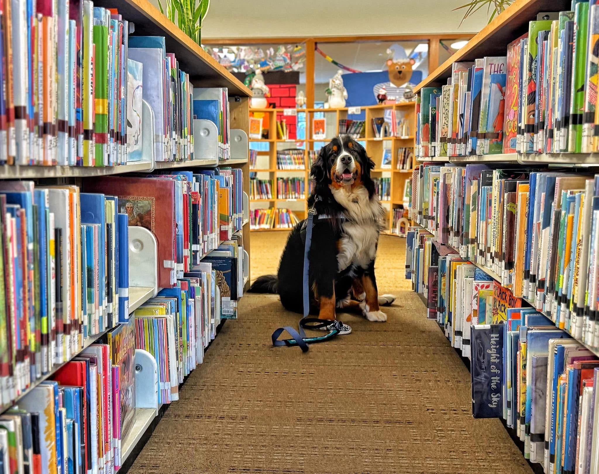 Therapy dog sits at the end of a row at a children’s library