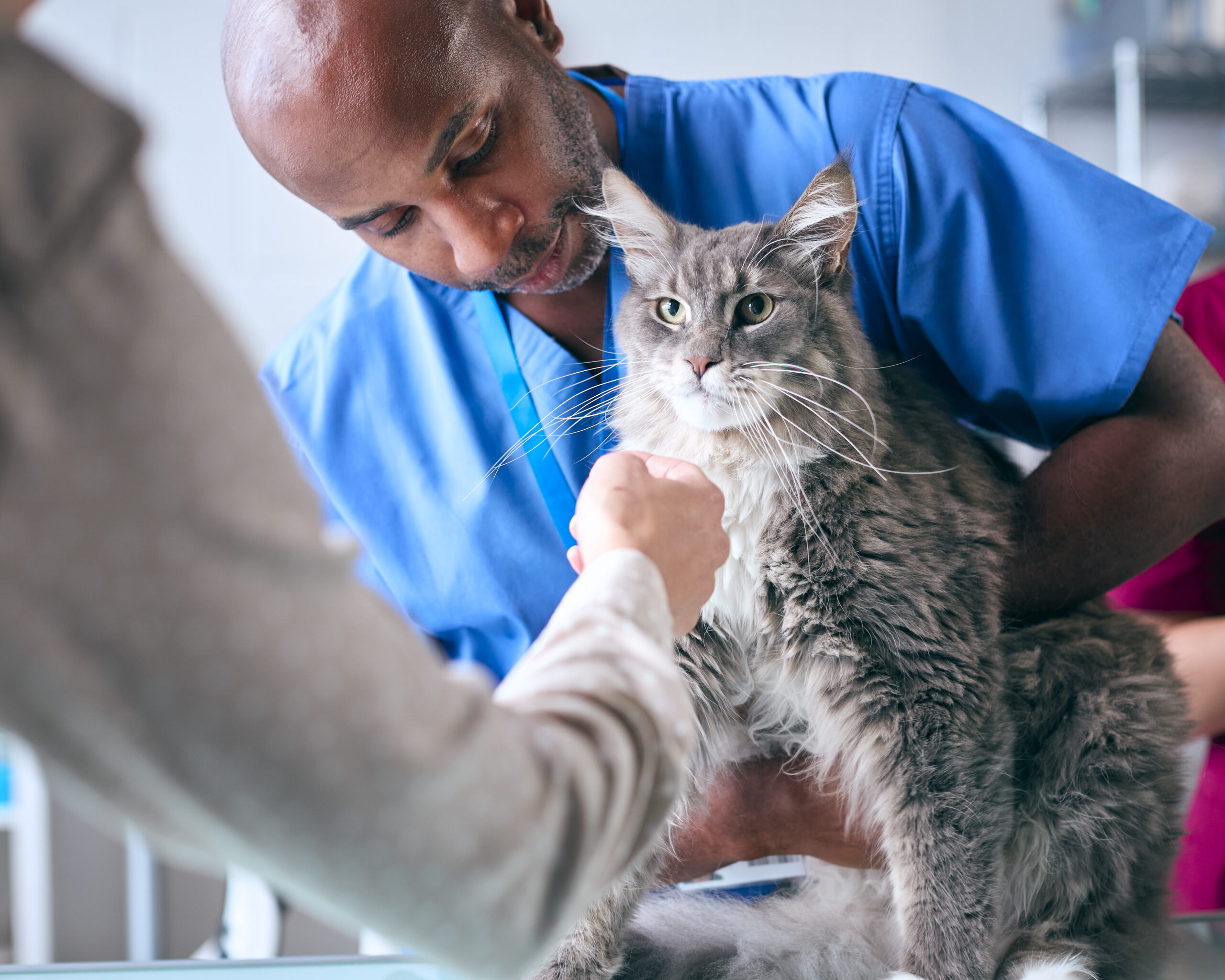 Veterinarian examines gray therapy cat in vet office