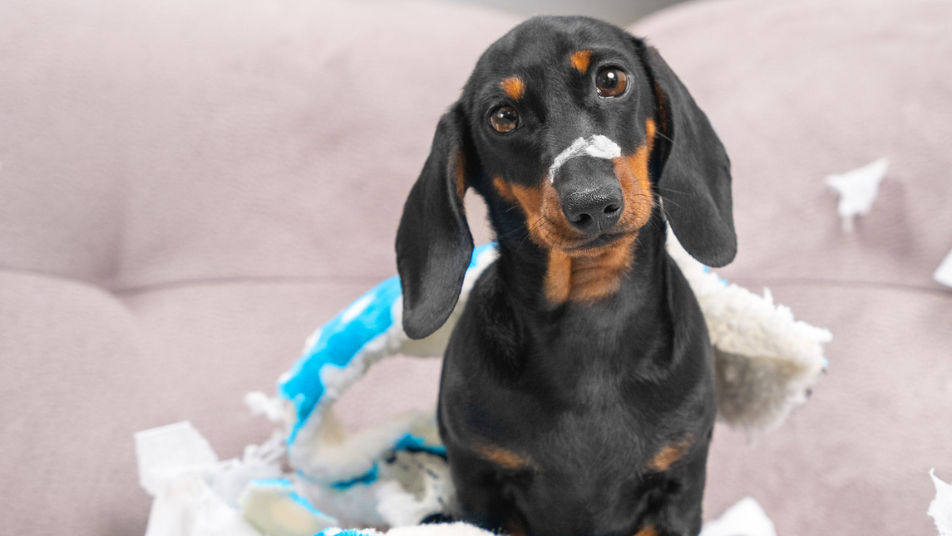 Therapy dachshund looks at camera guiltily with a ripped up toy behind them