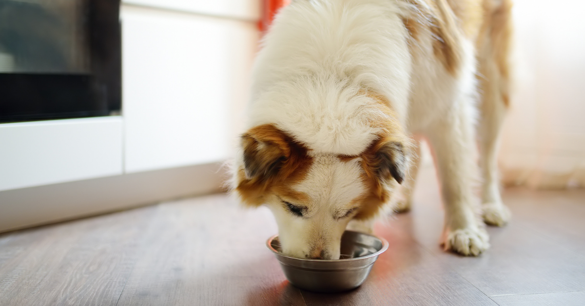 dog eating out of bowl